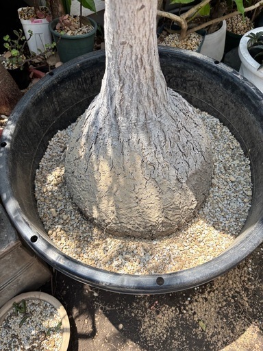 トックリラン　観葉植物　塊根植物　多肉植物　ビザールプランツ　レアプランツ　ガーデニング　植物　グリーン　趣味　盆栽　葉　花　庭　草　