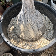 トックリラン　観葉植物　塊根植物　多肉植物　ビザールプランツ　レアプランツ　ガーデニング　植物　グリーン　趣味　盆栽　葉　花　庭　草　インテリア　おしゃれ　飾り　園芸　の画像