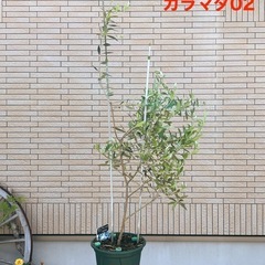【受け渡し決定】オリーブの木 カラマタ02の画像