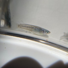 メダカ　幻想　6匹の画像