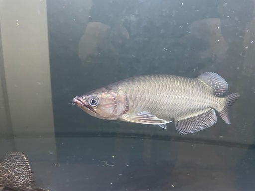 ノーザンバラムンディ　約30cm
