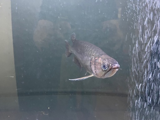 ノーザンバラムンディ　約30cm