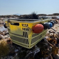 生雲丹　うに　ウニ　釣り餌の画像