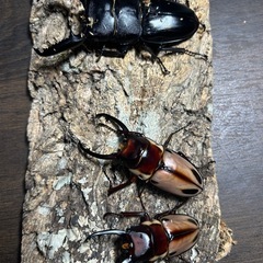KOTA’s insect in みとき屋さんクラフト市　…