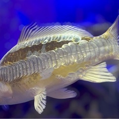 錦鯉　金耀黒竜の画像
