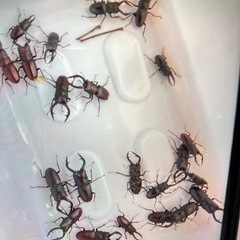 カブトムシ、ノコギリクワガタ採取同行しますの画像