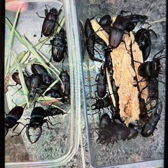 カブトムシ、ノコギリクワガタ採取同行しますの画像