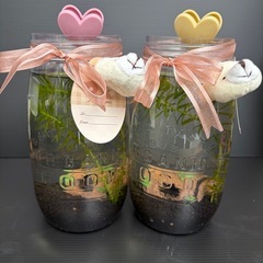 めだか無人販売　アクアボトルあります♪ ダルマメダカいます♪の画像