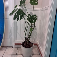 44【モンステラ約120cm】大型観葉植物｜西海岸インテリア｜リゾートスタイル｜BLUE DOOR PLANTSの画像