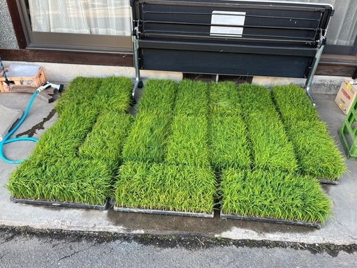 コシヒカリの苗