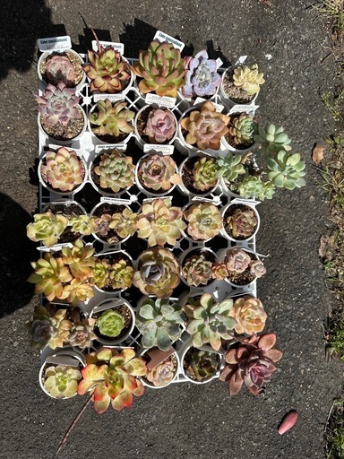 【決定しました】多肉植物　35個セット 