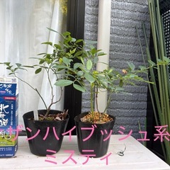 ブルーベリー苗　の画像