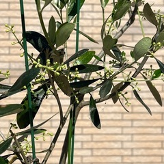 オリーブ カラマタ04の画像