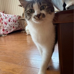キジシロのラテちゃん(K)