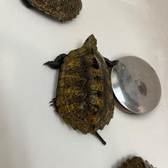 イシガメたち 1才 - その他