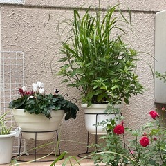 植木　ススキと藤袴と萩の画像