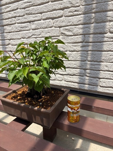 盆栽　梅
