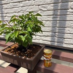 盆栽　梅の画像