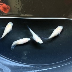 めだか　ピュアホワイトダルマ　2ぺアの画像