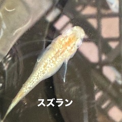 山形村　めだか販売の画像