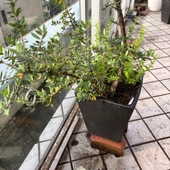 本日限定　鉢の画像