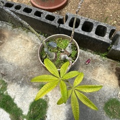 パキラ3株の画像