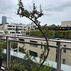 本日限定　形の悪いオリーブの画像