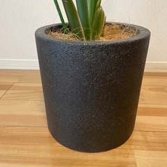 観葉植物の画像