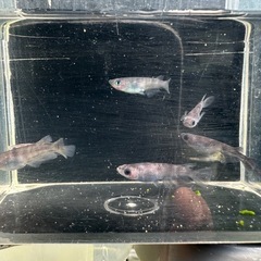 メダカ【和墨】若魚　３ペアの画像