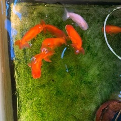 協会系らんちゅうの子の画像