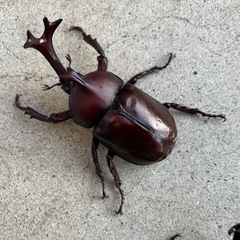 国産カブトムシ♂1匹♀2匹セットの画像