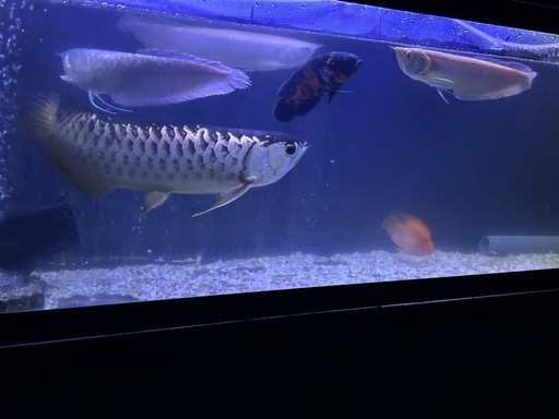 アクリル水槽・上部濾過セット1800×450×600値下げいたしました。