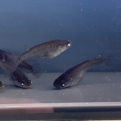 受付中🔴幼魚～若魚6匹 黑天幻龍(黒天幻龍 こくてんげんりゅう)めだか 人気のメダカ 検索(ピュアブラック 悪魔 オロチ)かっこいいメダカの画像