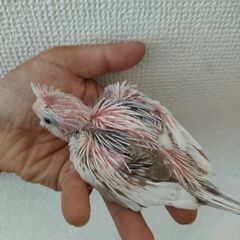 【オカメインコ（ホワイトフェイスシナモンパールパイド）育成中の子のご紹介｜兵庫県】 - ペット