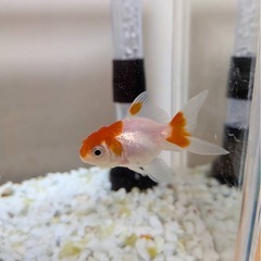金魚① オランダ獅子頭　更紗の画像