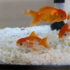 金魚② オランダ獅子頭　更紗の画像