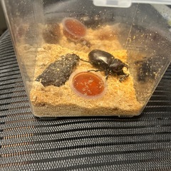 国産カブトムシ(本物)の画像