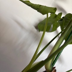 幹上がりモンステラの画像