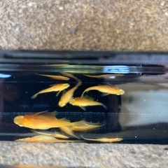 紅帝だるまメダカ　稚魚　1匹200円の画像