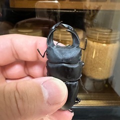 累代浅め、血統ものオオクワガタ各種の画像