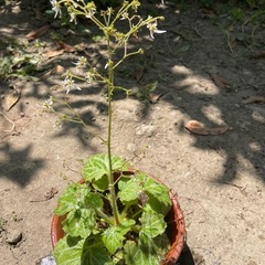 ユキノシタの画像