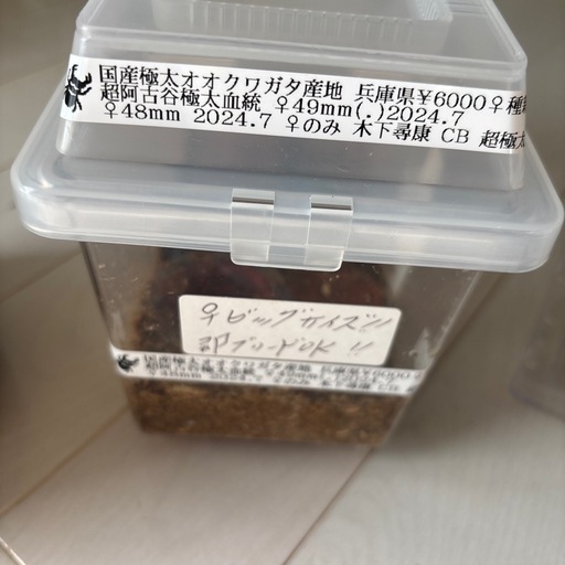 オオクワガタ♂♀セットオマケ付き Blackazu 【委託出品】能勢YG血統 セトクワ氏ブリード個体 YG2401-10 