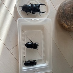 オオクワガタ♂♀セットオマケ付きの画像