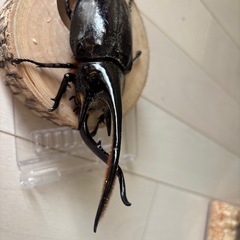 ネプチューンオオカブトの画像