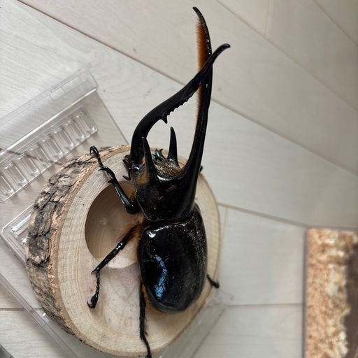 ネプチューンオオカブト