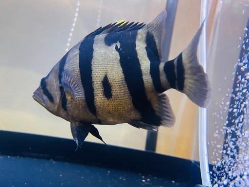 値下げ交渉◎ダトニオ20cm　リアルバンド　しみ