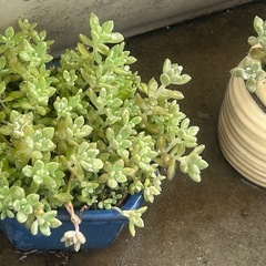 多肉植物をあげますの画像