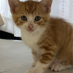 猫二匹の里親募集