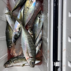 お肉より魚🐟