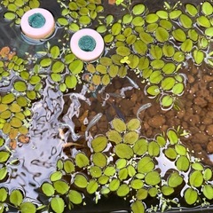 ミックスメダカの画像